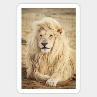 White wild Lion Sticker